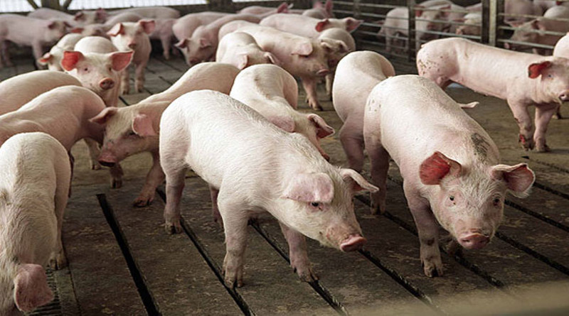 Aumento de precios en alimentos para animales afecta a pequeños productores en Guárico