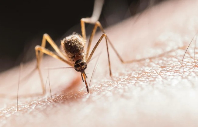 Hong Kong refuerza la vigilancia epidemiológica tras el primer caso mortal de chikunguña