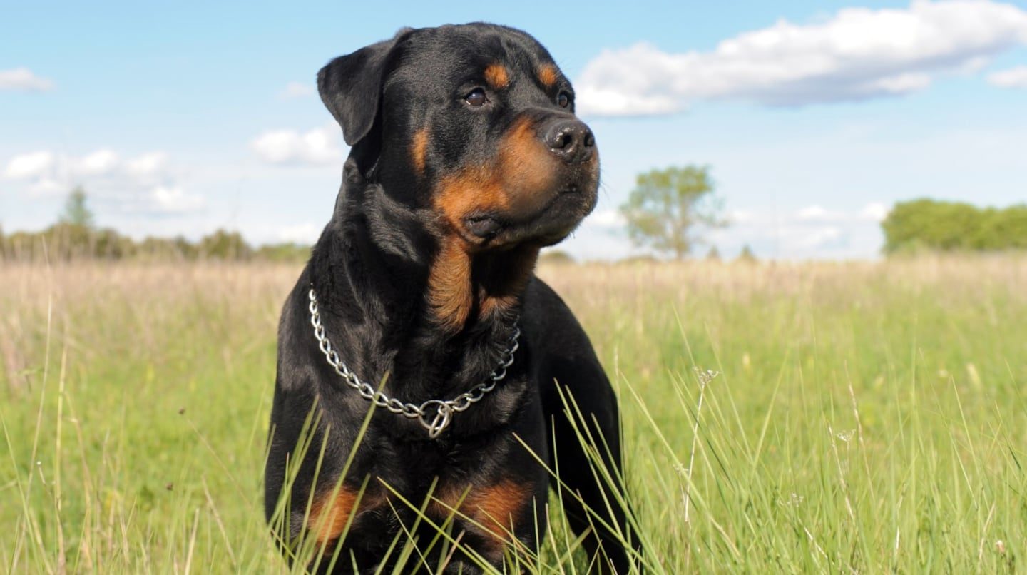 Bebé de dos años murió al ser atacado por dos rottweilers mientras niñera dormía en Georgia