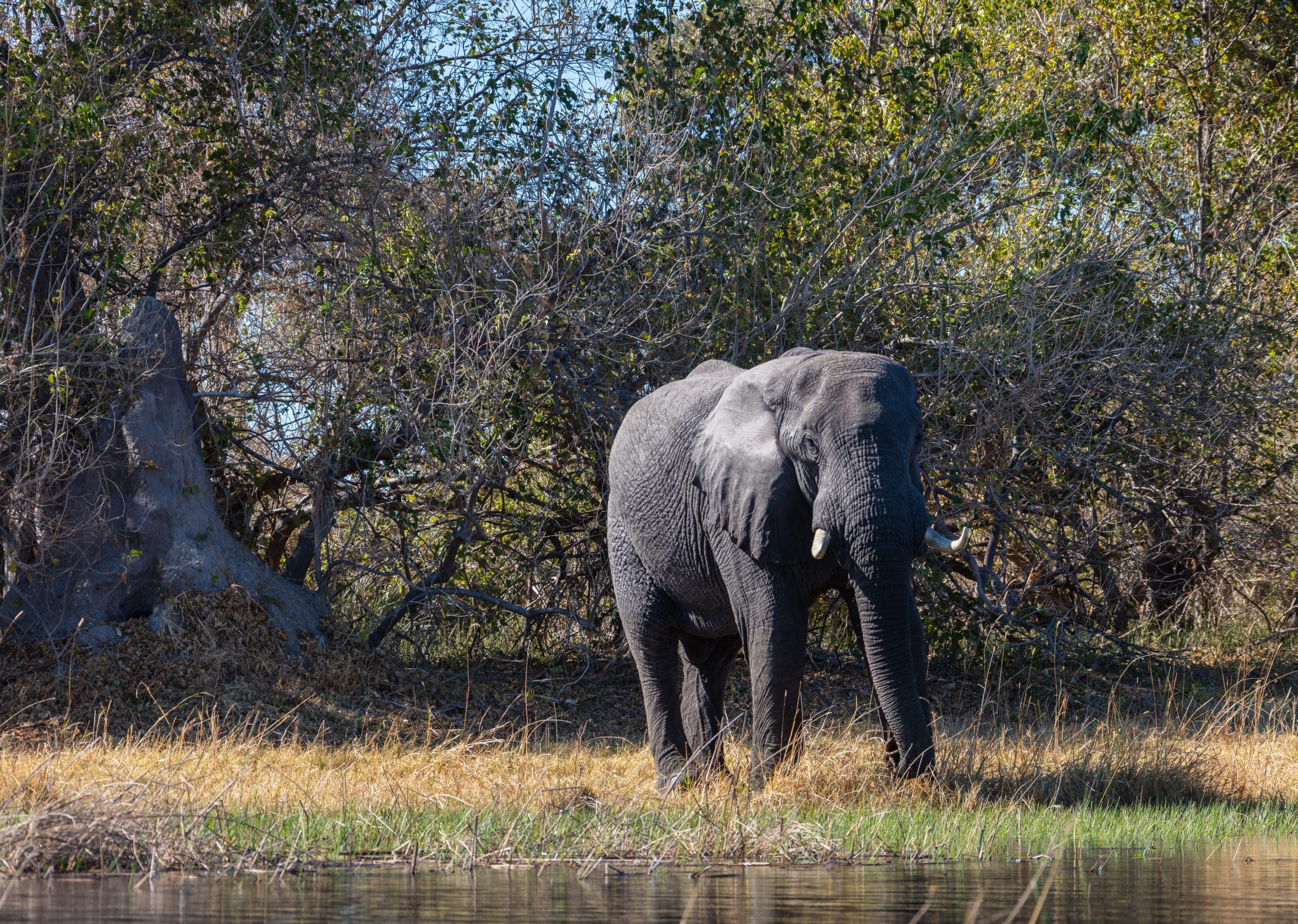 El impactante VIDEO del ataque de un elefante a un grupo de turistas