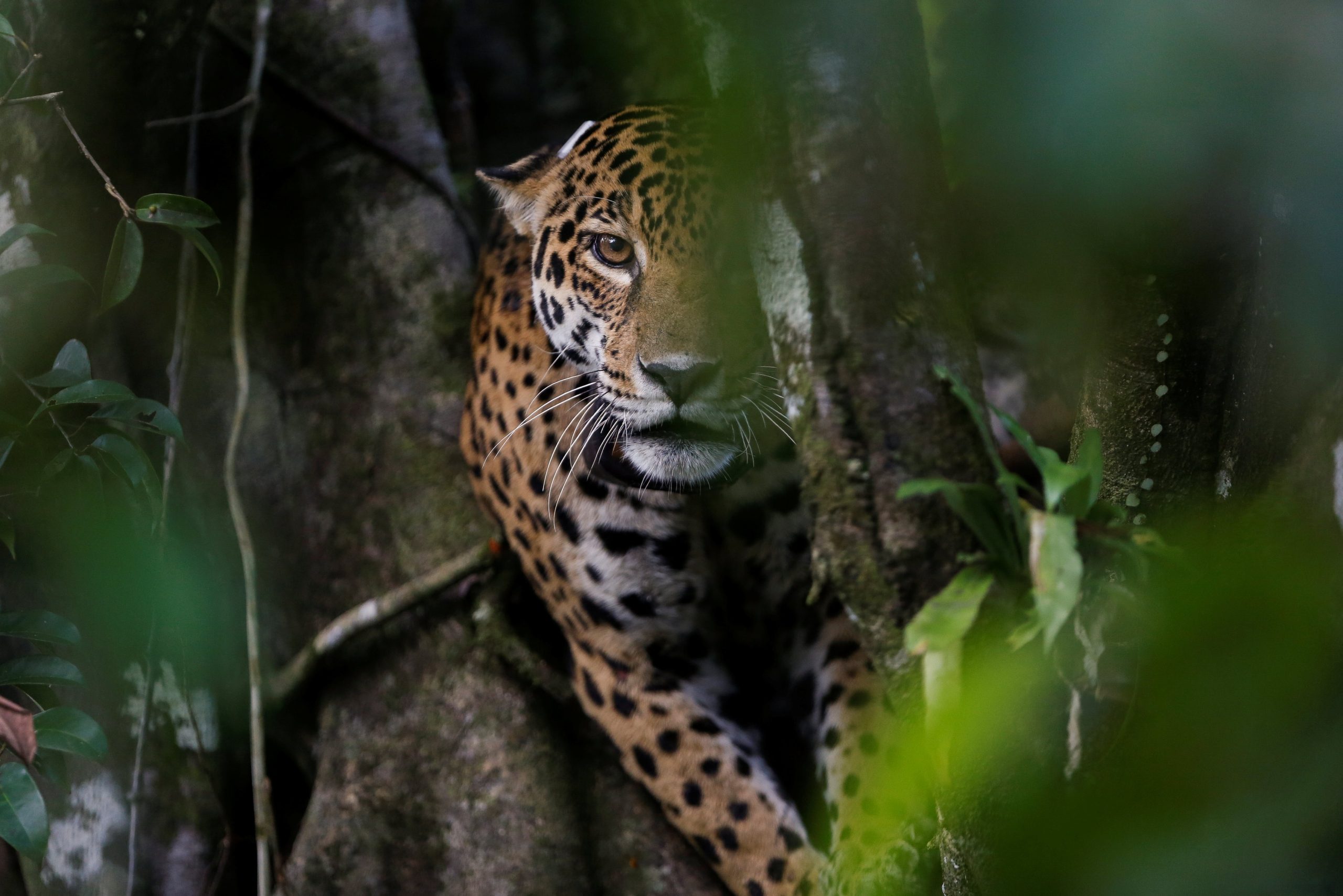 El dramático e impresionante rescate de un jaguar baleado en la cabeza en el Amazonas (VIDEO)