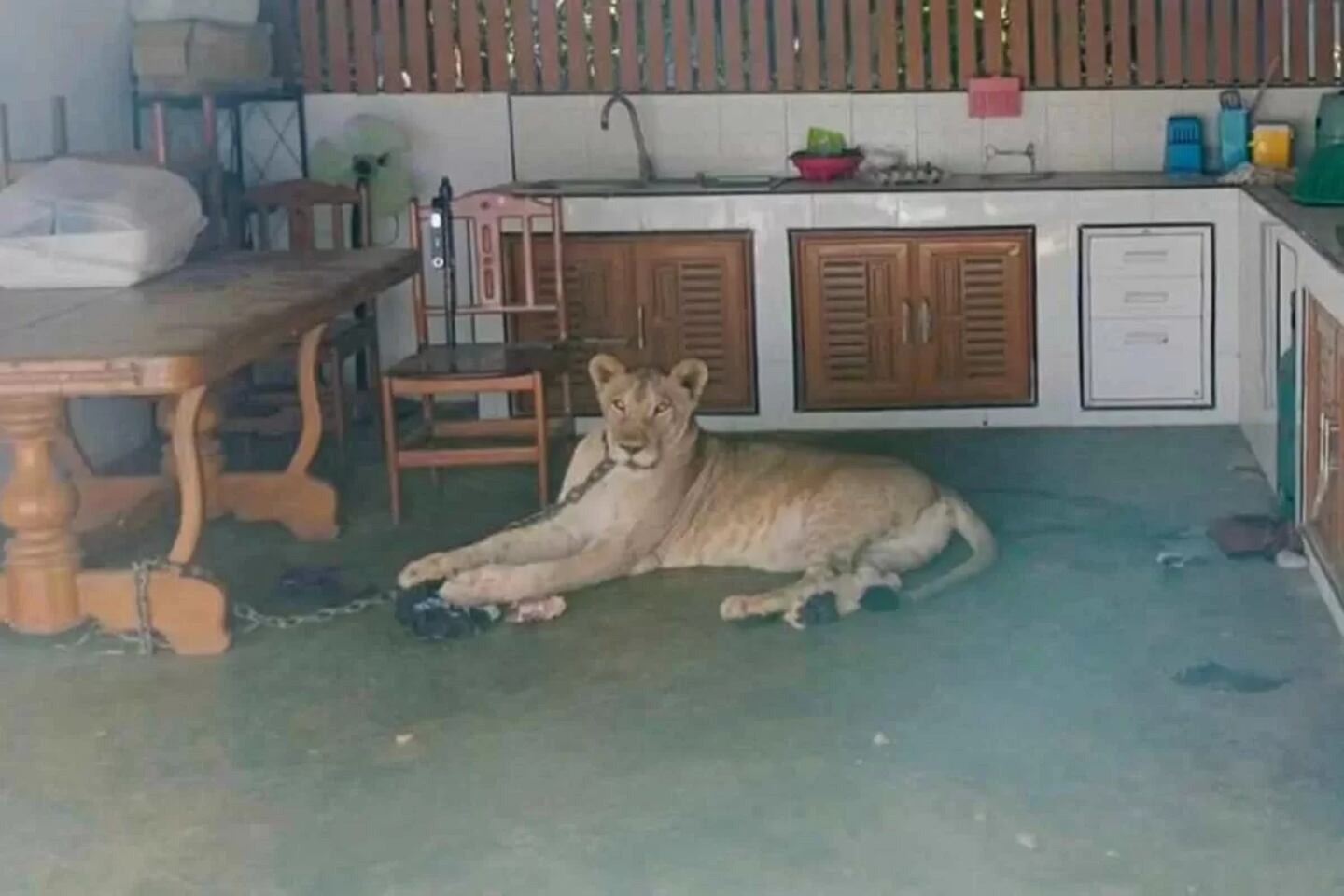 Pesadilla salvaje: Cachorro de león se escapó de una casa y atacó a un niño de 11 años (VIDEO)