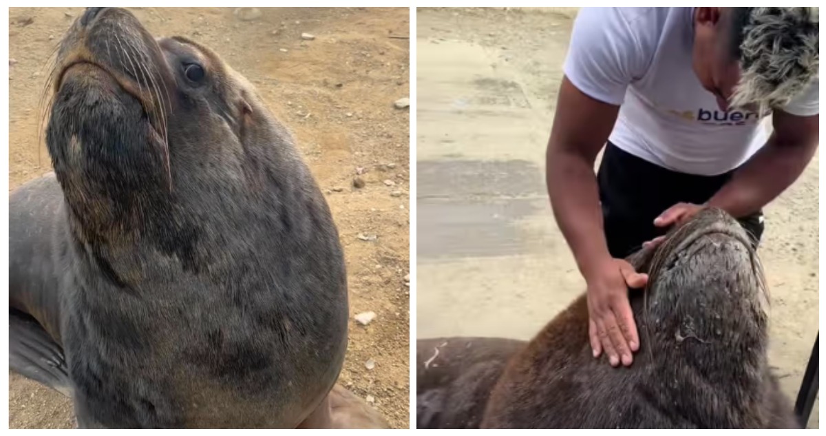 VIRAL: Ben, el lobo marino que es la nueva mascota de venezolano en Chile (VIDEO)