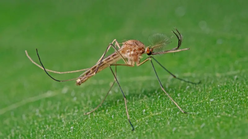 Encuentran por primera vez mosquitos en Islandia, el último país libre de estos insectos