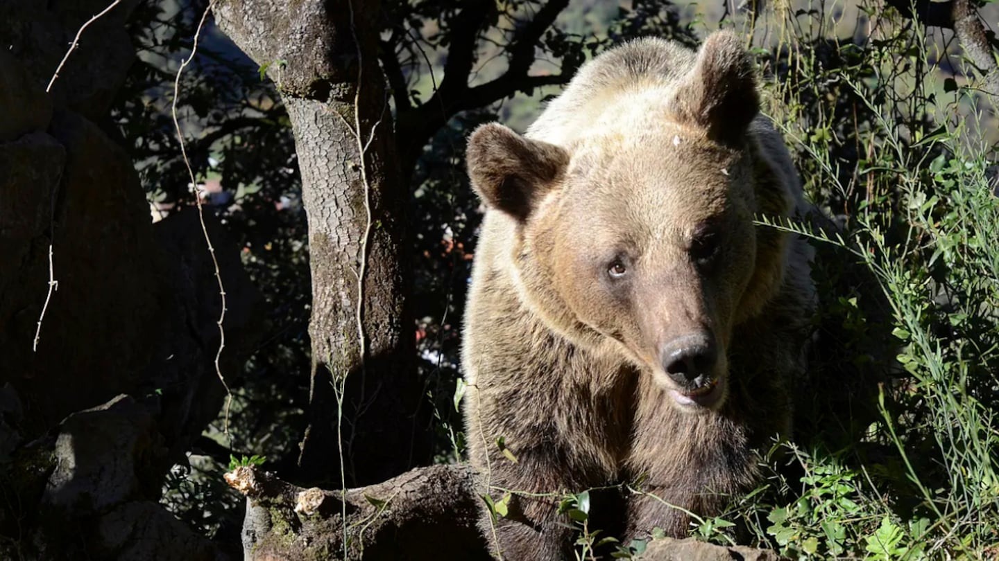 Un oso mató a un hombre mientras recolectaba hongos en un bosque