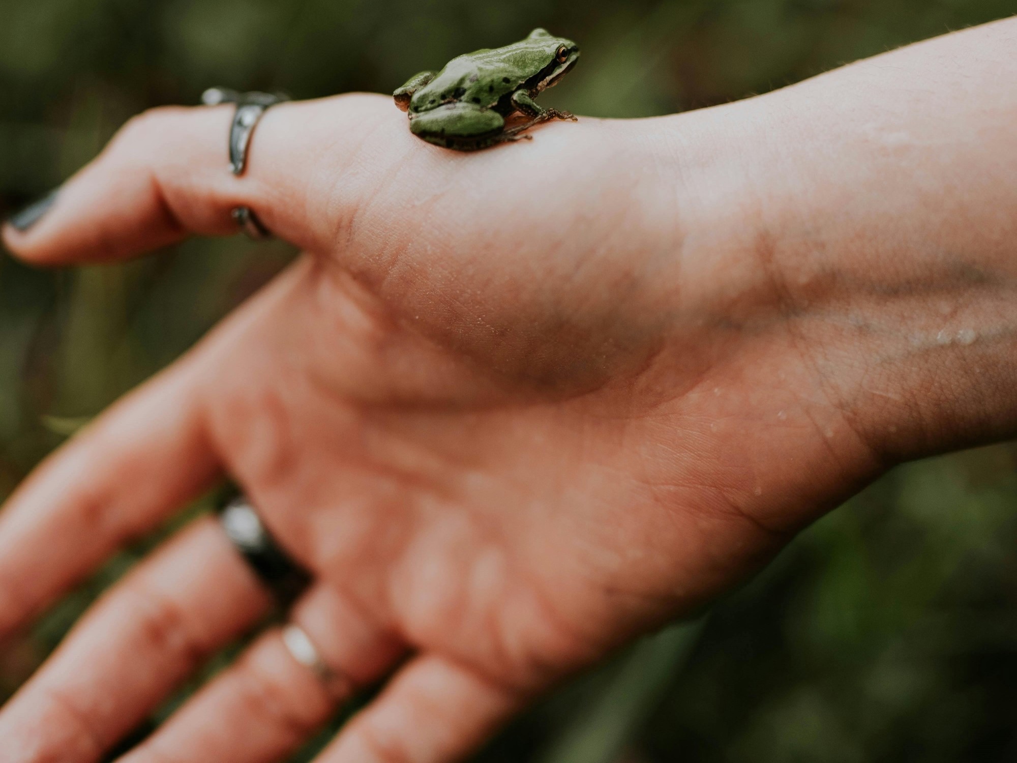 Mujer se tragó ocho ranas por una falsa creencia popular, pero vivió una pesadilla