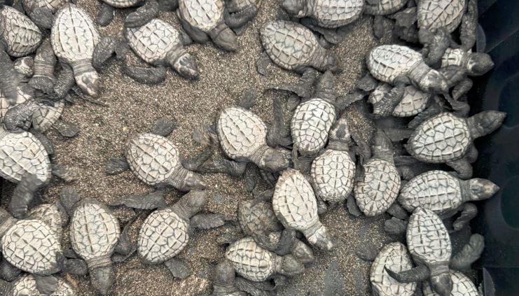 Panamá rescató a más de 20 animales silvestres en un mes: la historia detrás del operativo ambiental