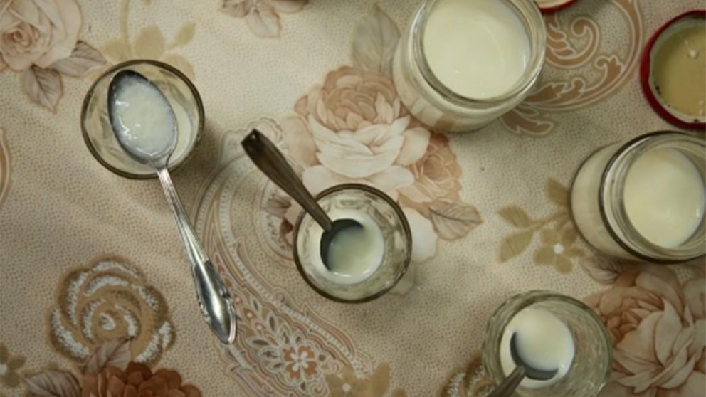 Yogur con hormigas, la exótica receta que recrearon científicos y que une tradición con alta cocina