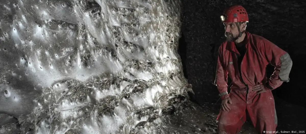 Científicos hallan megaciudad de 111.000 arañas bajo tierra