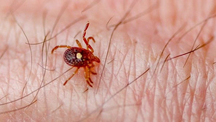 Reportaron la primera muerte en EEUU relacionada con una "alergia a la carne" transmitida por garrapatas