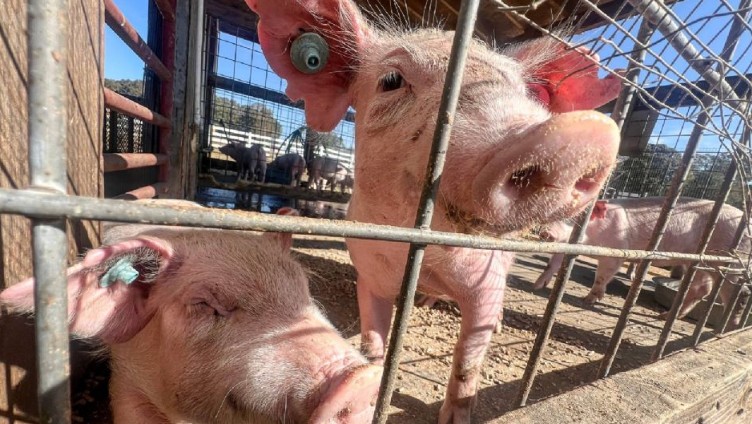 Taiwán afirma que el brote de peste porcina africana no muestra indicios de propagación