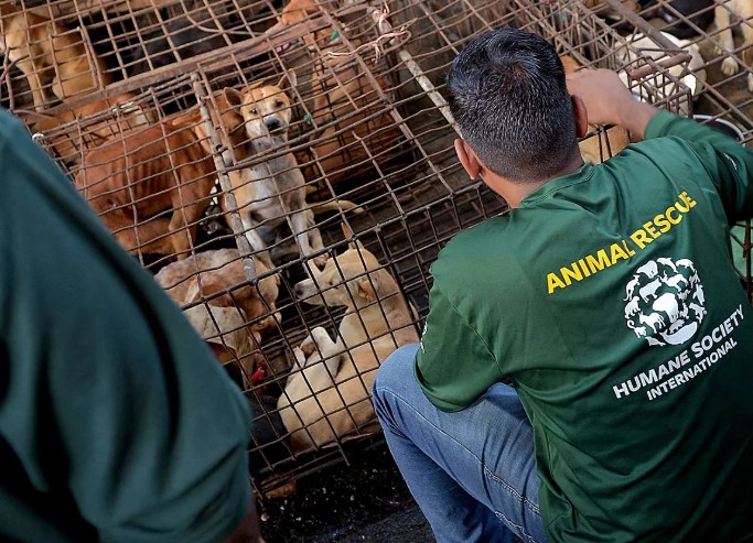 La capital indonesia prohíbe la venta de carne de perro y gato