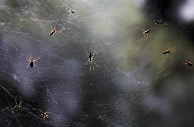 Descubren en una cueva una telaraña con más de cien mil arañas de dos especies