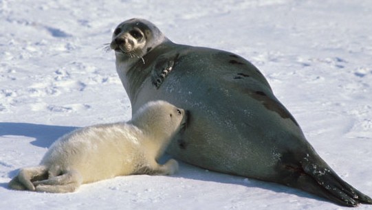 La leche de foca gris es más compleja, por sus azúcares, que la materna humana