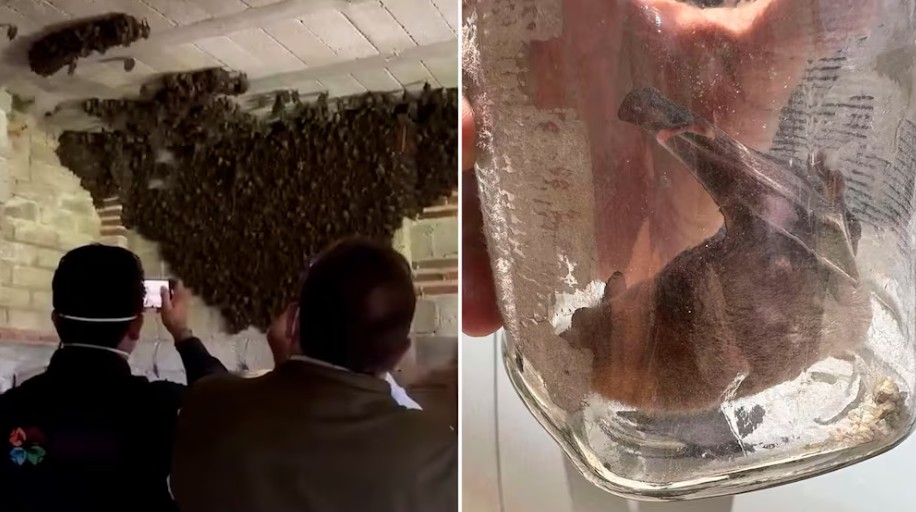 Una baticueva en Tlaxcala: la historia de la familia que albergó a más de mil murciélagos en su casa