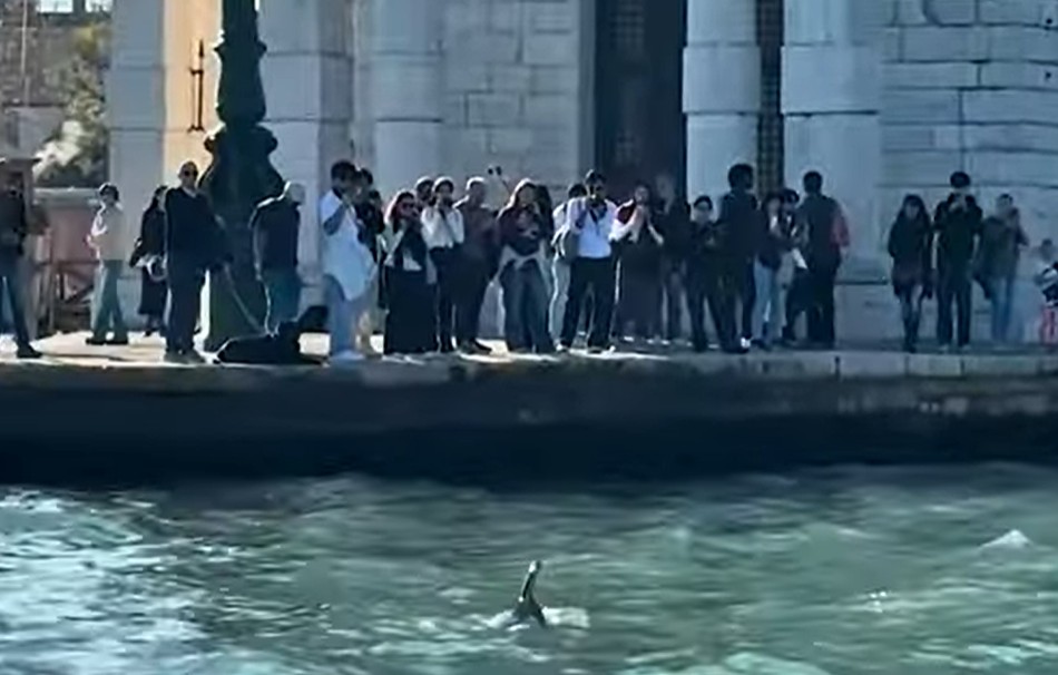 Un delfín sorprende en la laguna de Venecia entre barcas y góndolas (VIDEO)