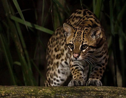 ¡De espanto! Se percataron de la presencia de un cunaguaro en una residencia de Apure y así fue el increíble rescate (VIDEO)