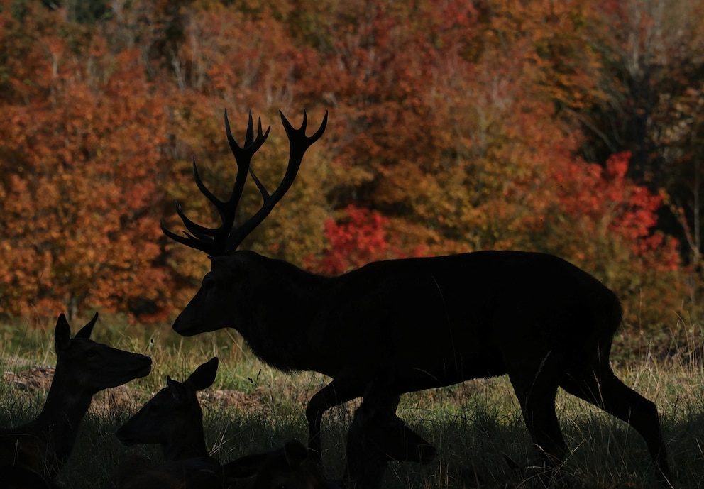 Pánico en Ohio: Un ciervo atacó y mató a una mujer en su casa