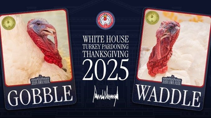 Gobble y Waddle, los pavos de más de 20 kilos que Trump indultará por Acción de Gracias