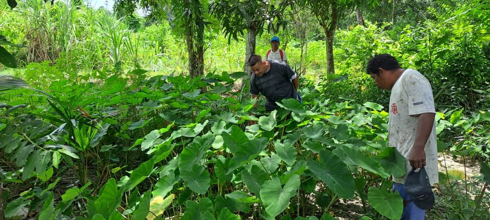 Constantes lluvias impiden la siembra en Delta Amacuro