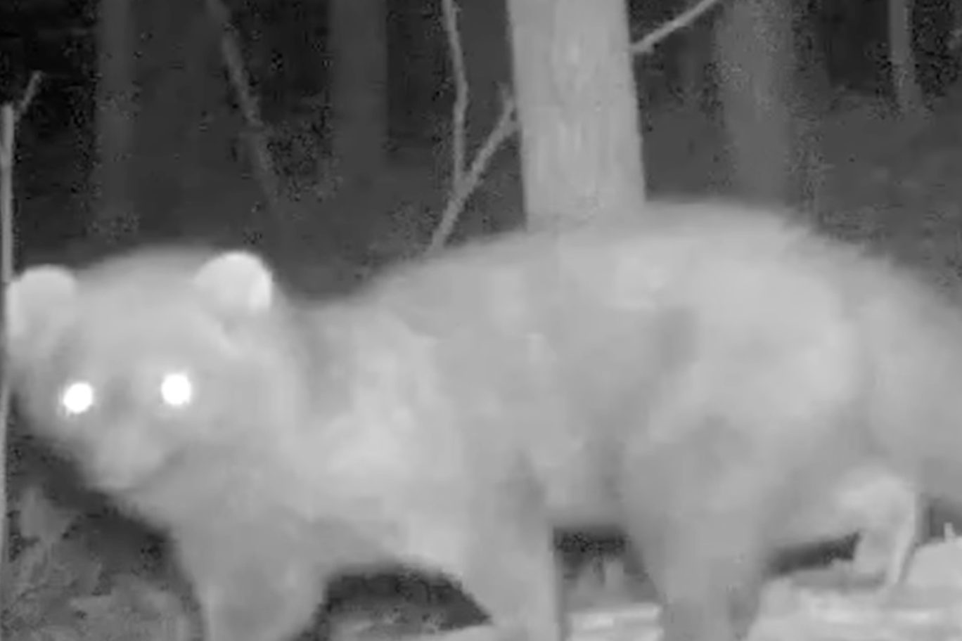 Un raro animal fue visto en Ohio por primera vez en más de 100 años (VIDEO)