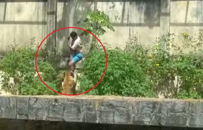 Imágenes sensibles: el momento en que una leona atacó a un joven de 19 años y lo mató