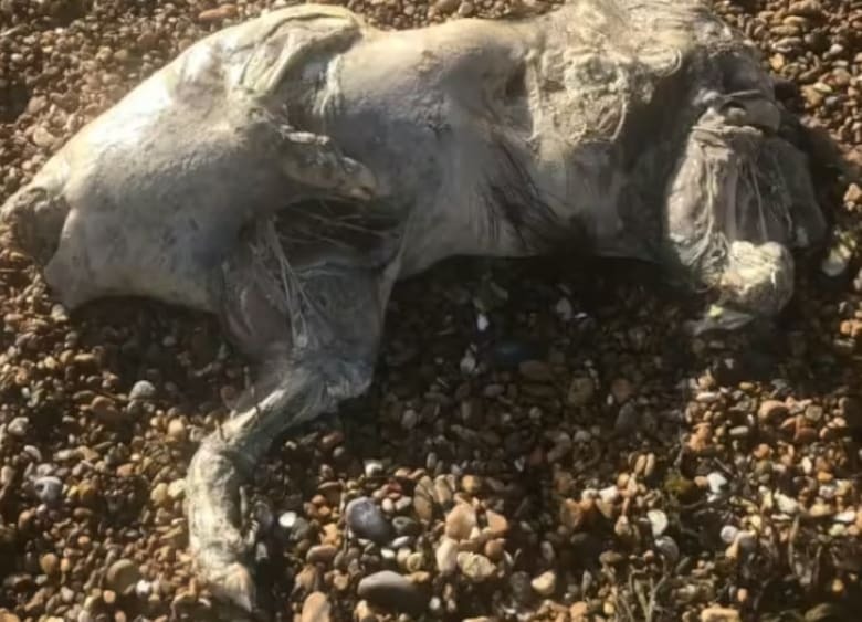 La misteriosa criatura que apareció en una playa de Reino Unido