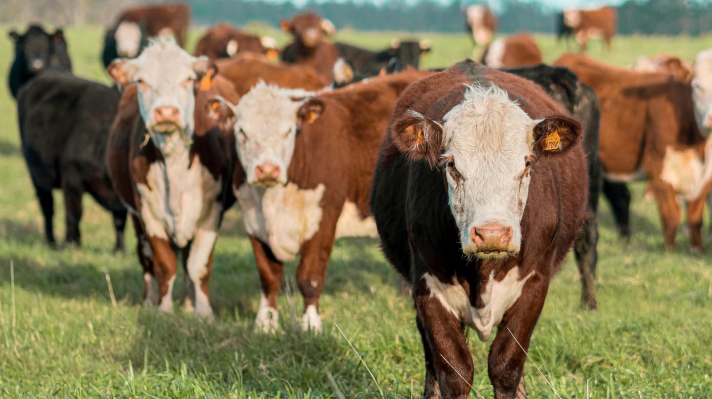 La historia de la mujer que engañó a una manada de vacas para seguir con vida