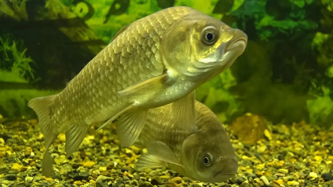 Crearon un nuevo pescado sin espinas para que sea más fácil de comer