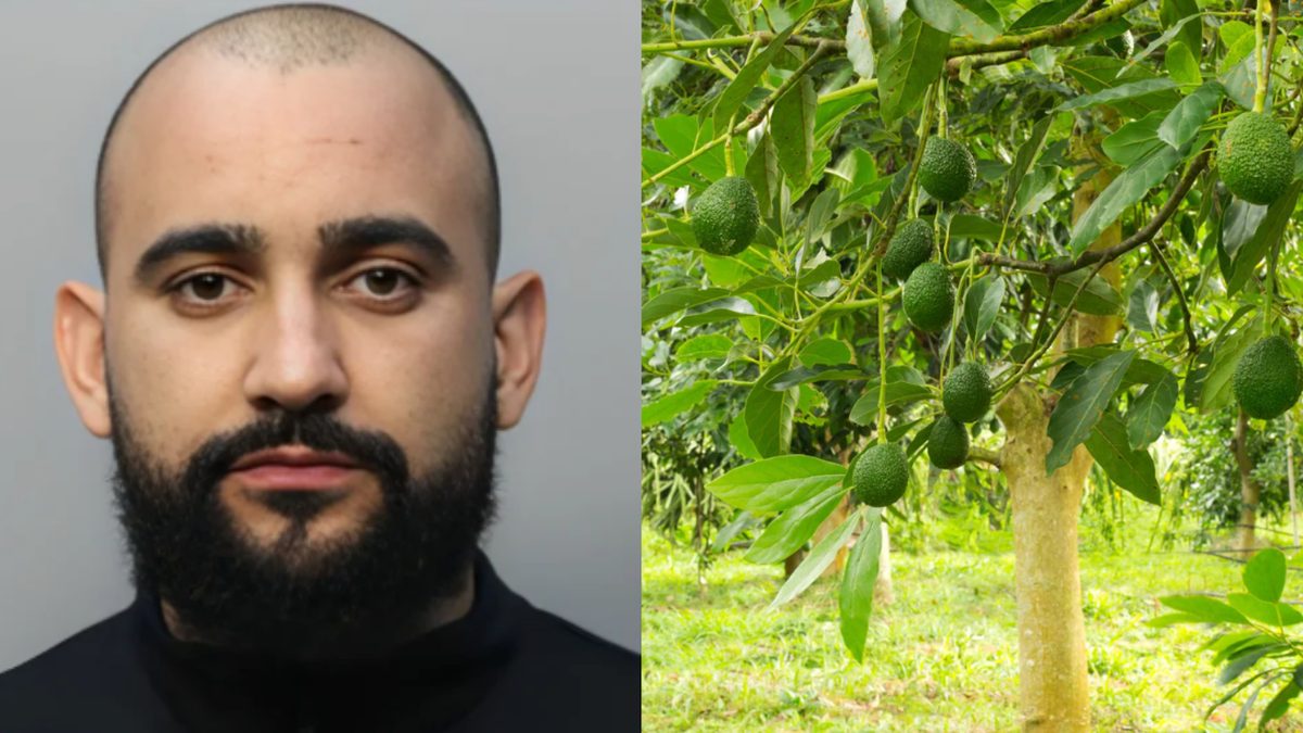 Robó casi 200 kilos de aguacate en granja de Florida para “pagar regalos de Navidad”