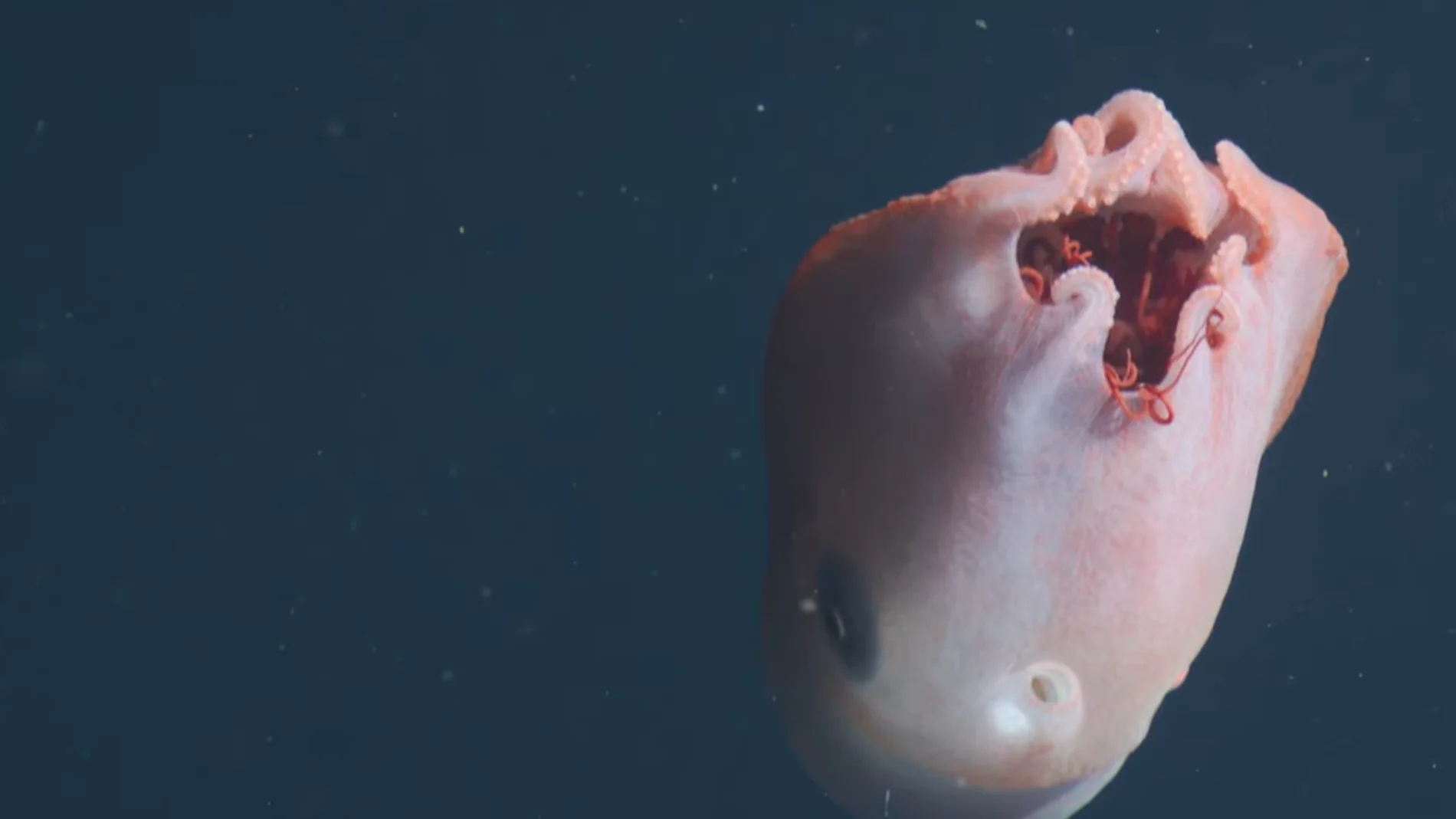 Este animal solo ha sido visto cuatro veces