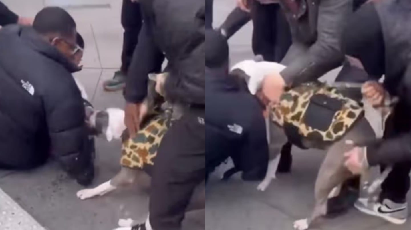 Imágenes sensibles: El terrible ataque de un pitbull a un bebé en plena calle de Nueva York