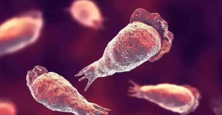 Científicos en alerta por una ameba devoradora de cerebros cada vez más frecuente en el agua