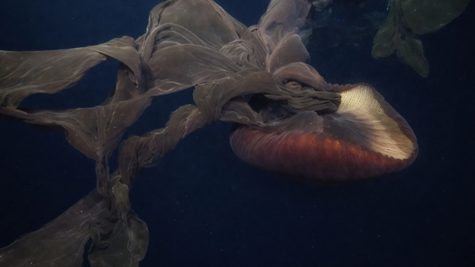 Encuentran una criatura gigante en las profundidades del océano con extremidades de más de diez metros