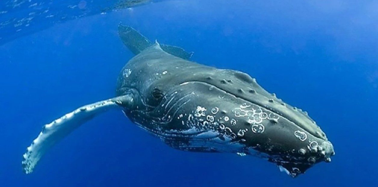 Hallaron una ballena muerta en la proa de un buque en Nueva Jersey y abrieron una investigación federal