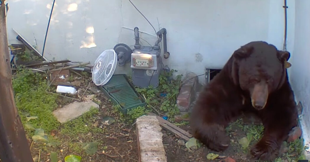 El VIDEO de un enorme oso negro de 220 kilos que se instaló debajo de una casa durante semanas
