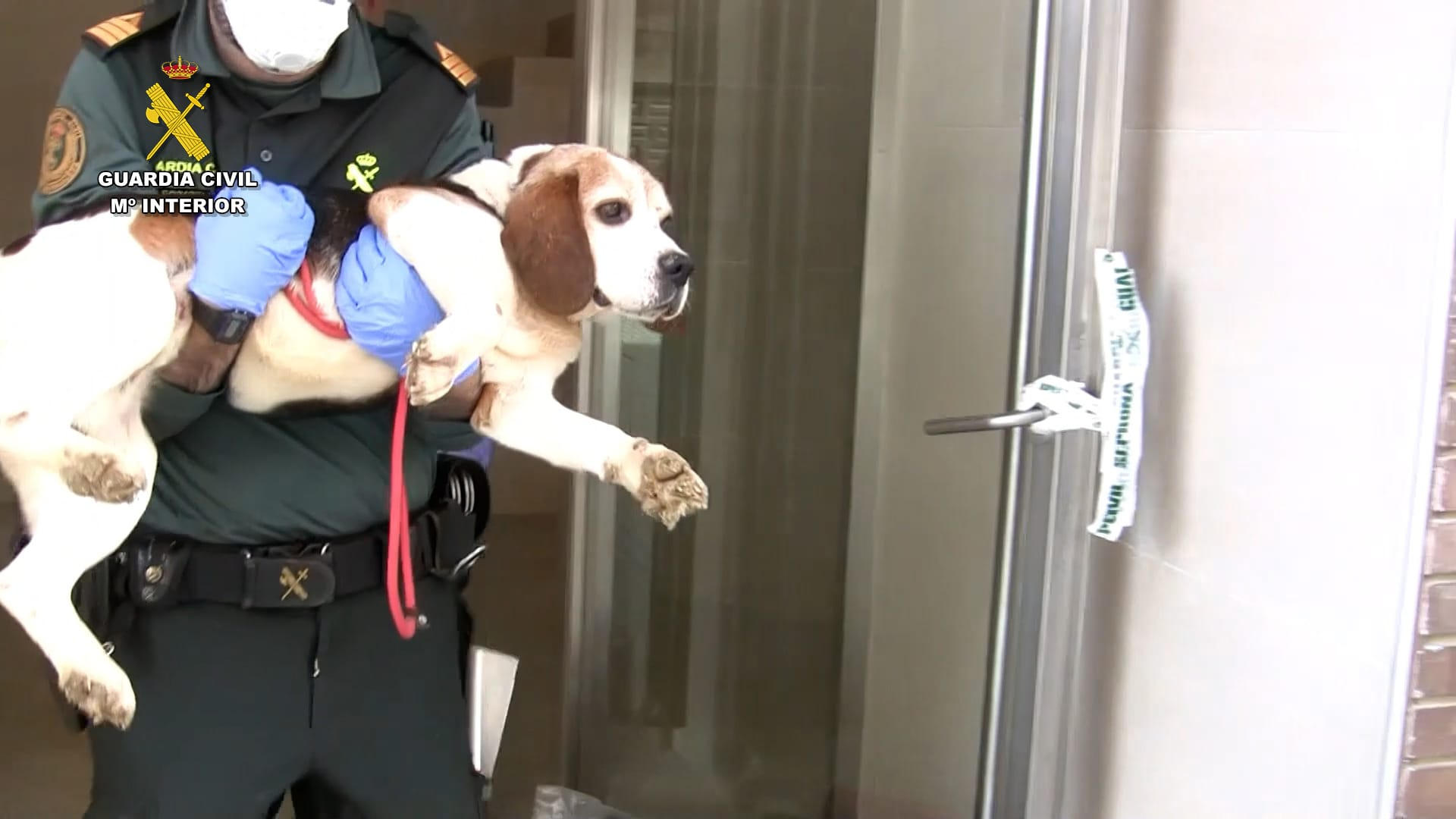 VIDEO: extraditado desde Venezuela un español que traficaba y maltrataba mascotas