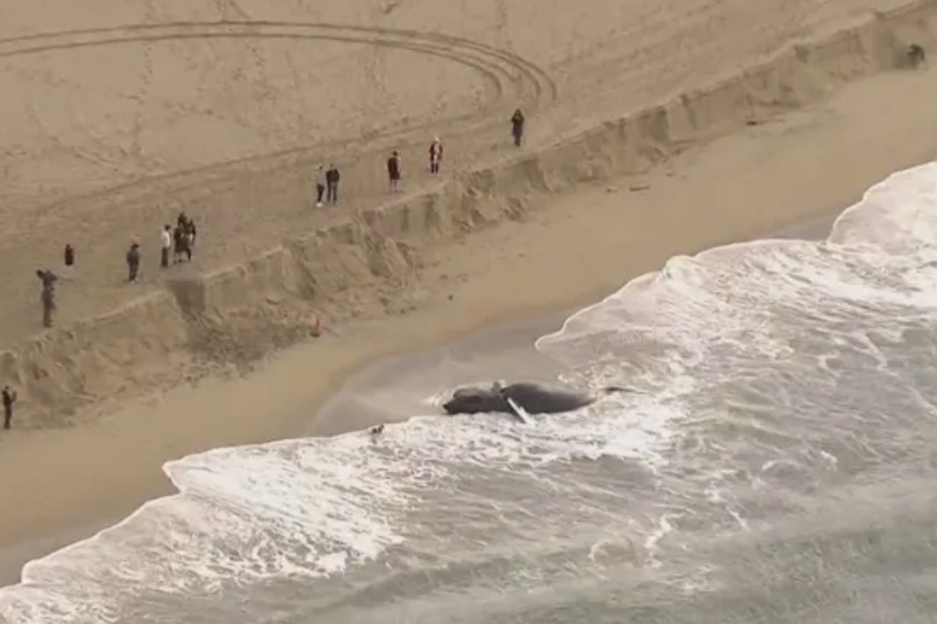 Escena espeluznante: una enorme ballena muerta apareció en una playa de California