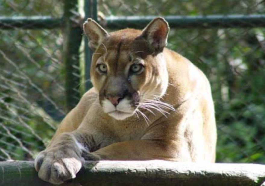 Grave ataque de puma alarmó a vecinos en zona rural de Carabobo