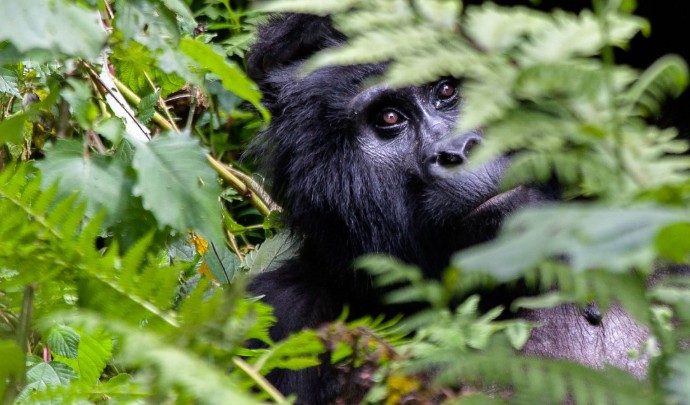 Nace en el Parque congoleño de Virunga una gorila de montaña, una especie en peligro