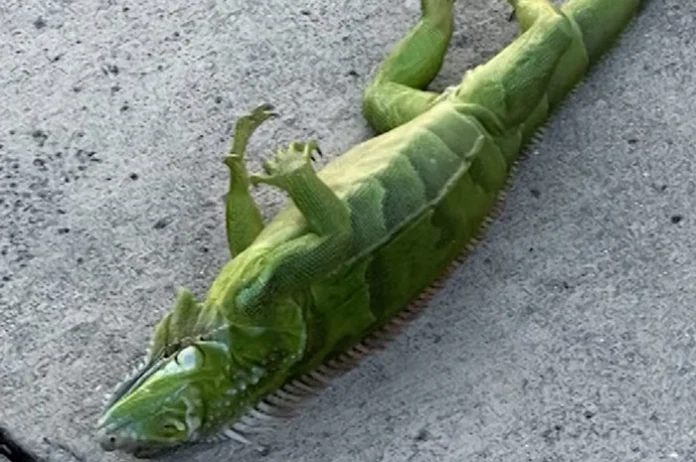 Florida sugirió a residentes "matar humanamente" a iguanas congeladas por el frío récord