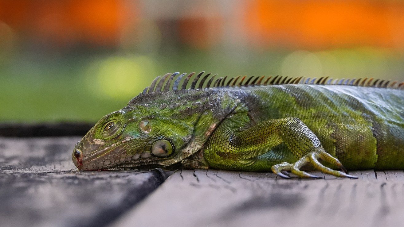 Le hallaron solución a las iguanas que caen de árboles en Florida: pizzas y tacos