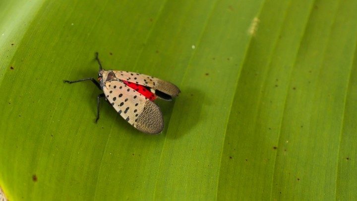Alarma en EEUU: investigadores revelan el comportamiento de una especie invasora que causa estragos