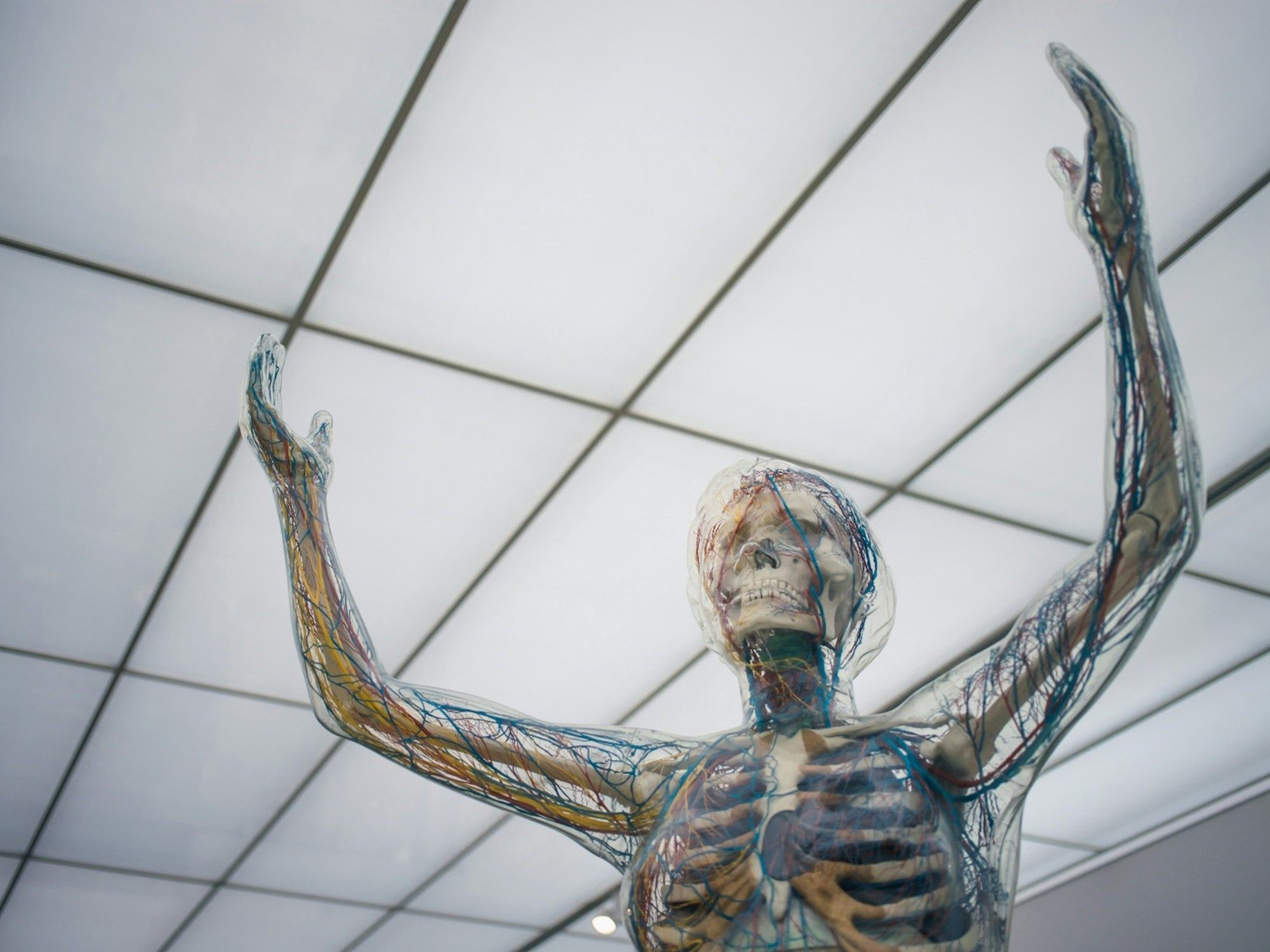 Descubrieron el primer tratamiento que rejuvenece el sistema inmunológico en EEUU: en qué consiste