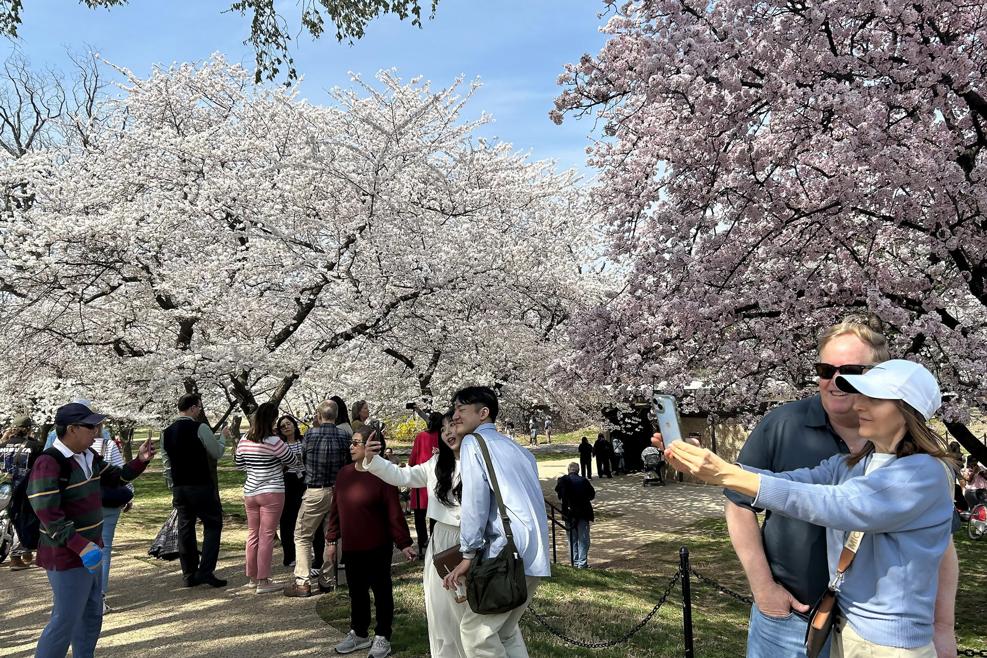 Los cerezos tiñen Washington de rosa por adelantado en el año del 250 aniversario nacional (Fotos)