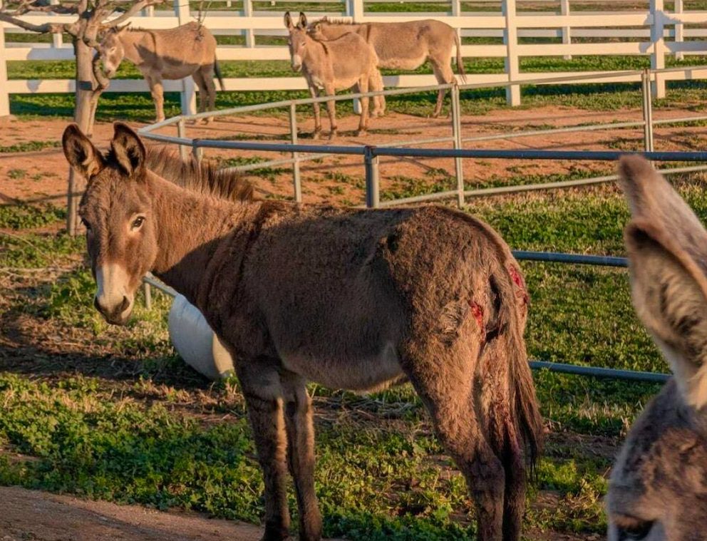 El hallazgo de burros muertos por mutilaciones insólitas moviliza a las autoridades de California