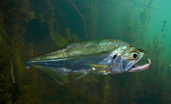 Hallazgo histórico: Descubrieron sorprendente diversidad de peces en un río casi inexplorado de Ecuador