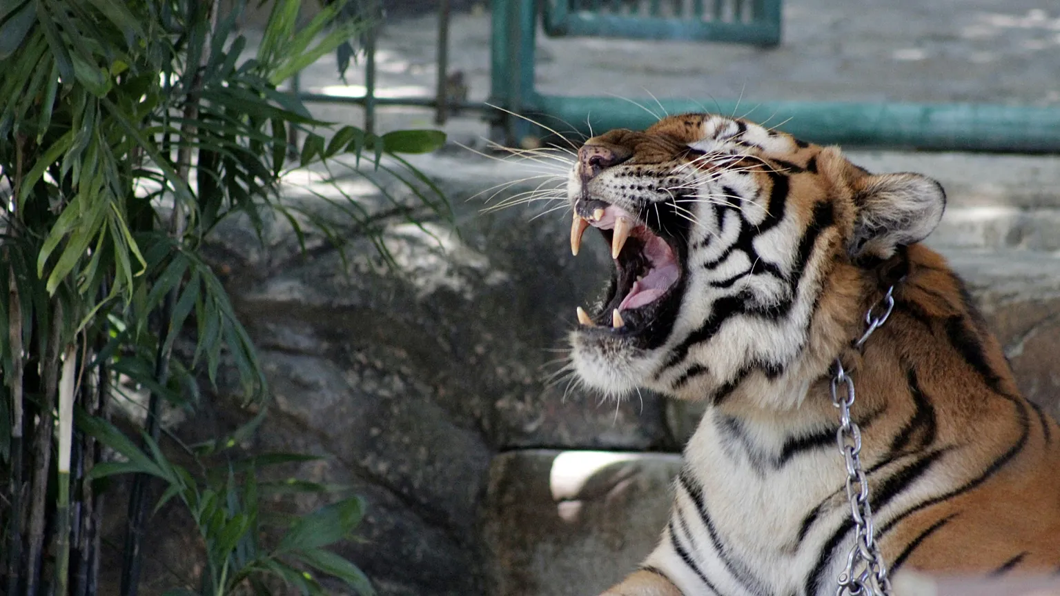 Pánico en Rusia: un tigre de circo saltó del escenario al público en pleno espectáculo (VIDEO)