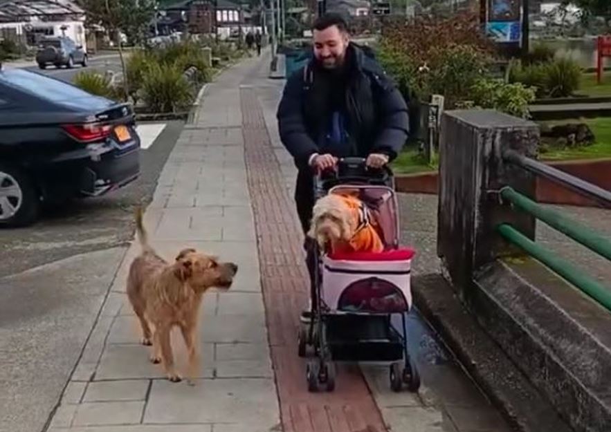 La historia viral del perrito Balto: amor, abandono y un final feliz inesperado (VIDEO)