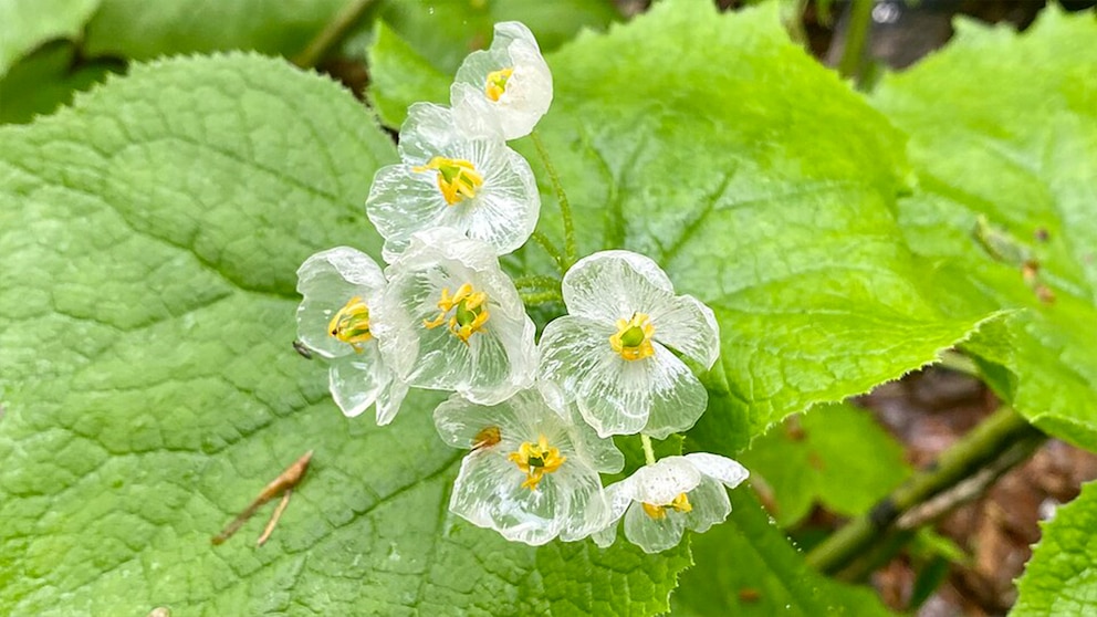La sorprendente flor que se vuelve transparente cuando llueve y parece de cristal